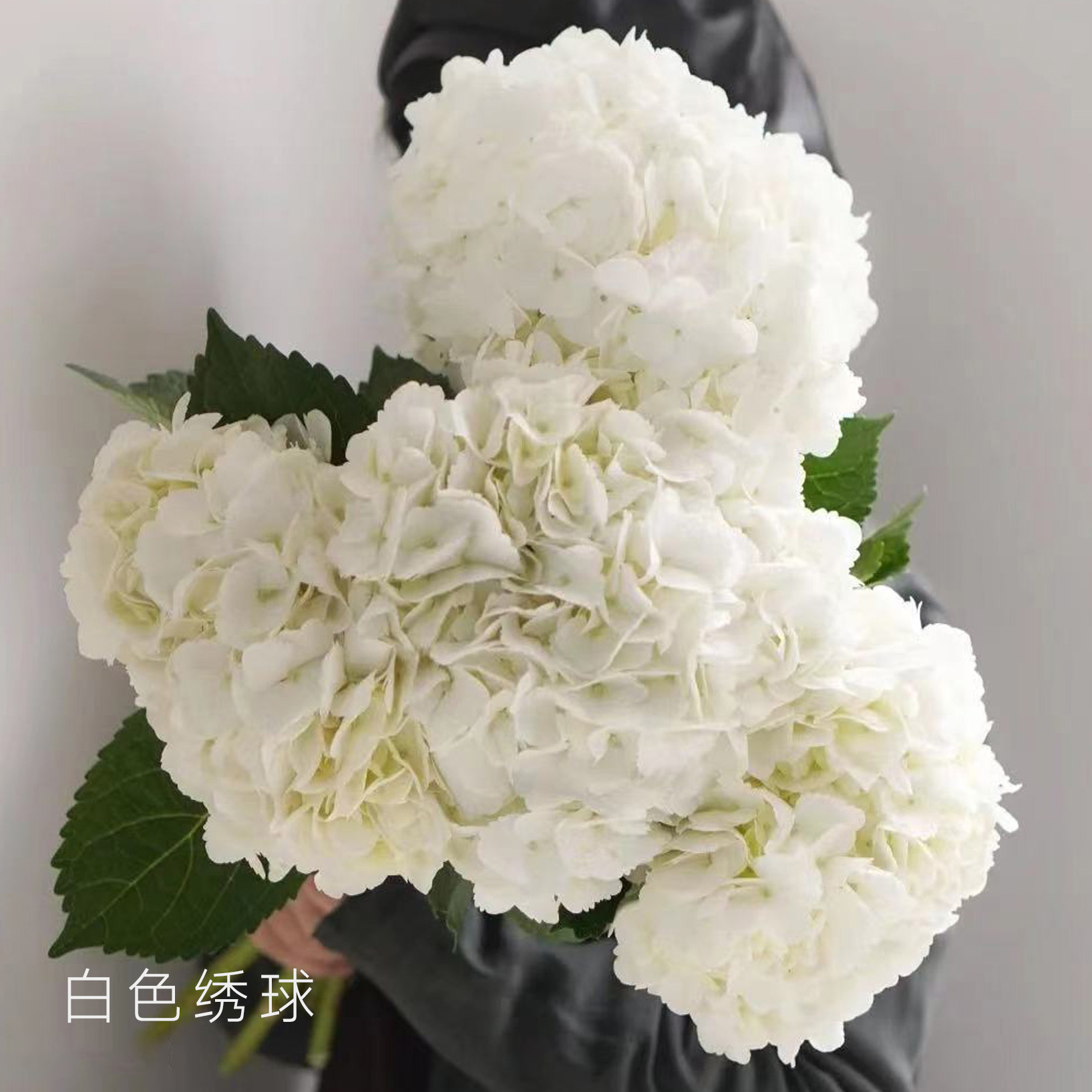 绣球  白色 1支/扎 颜色深浅略有差异 以实物为准 云南基地发货（价格已包含包装费用） 运费以实际为准，多退少补。