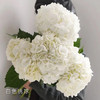 绣球  白色 1支/扎 颜色深浅略有差异 以实物为准 云南基地发货（价格已包含包装费用） 运费以实际为准，多退少补。 商品缩略图0
