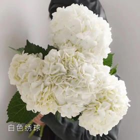 绣球  白色 1支/扎 颜色深浅略有差异 以实物为准 云南基地发货（价格已包含包装费用） 运费以实际为准，多退少补。