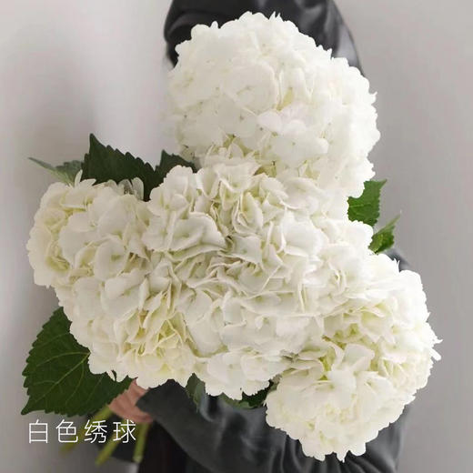 绣球  白色 1支/扎 颜色深浅略有差异 以实物为准 云南基地发货（价格已包含包装费用） 运费以实际为准，多退少补。 商品图0