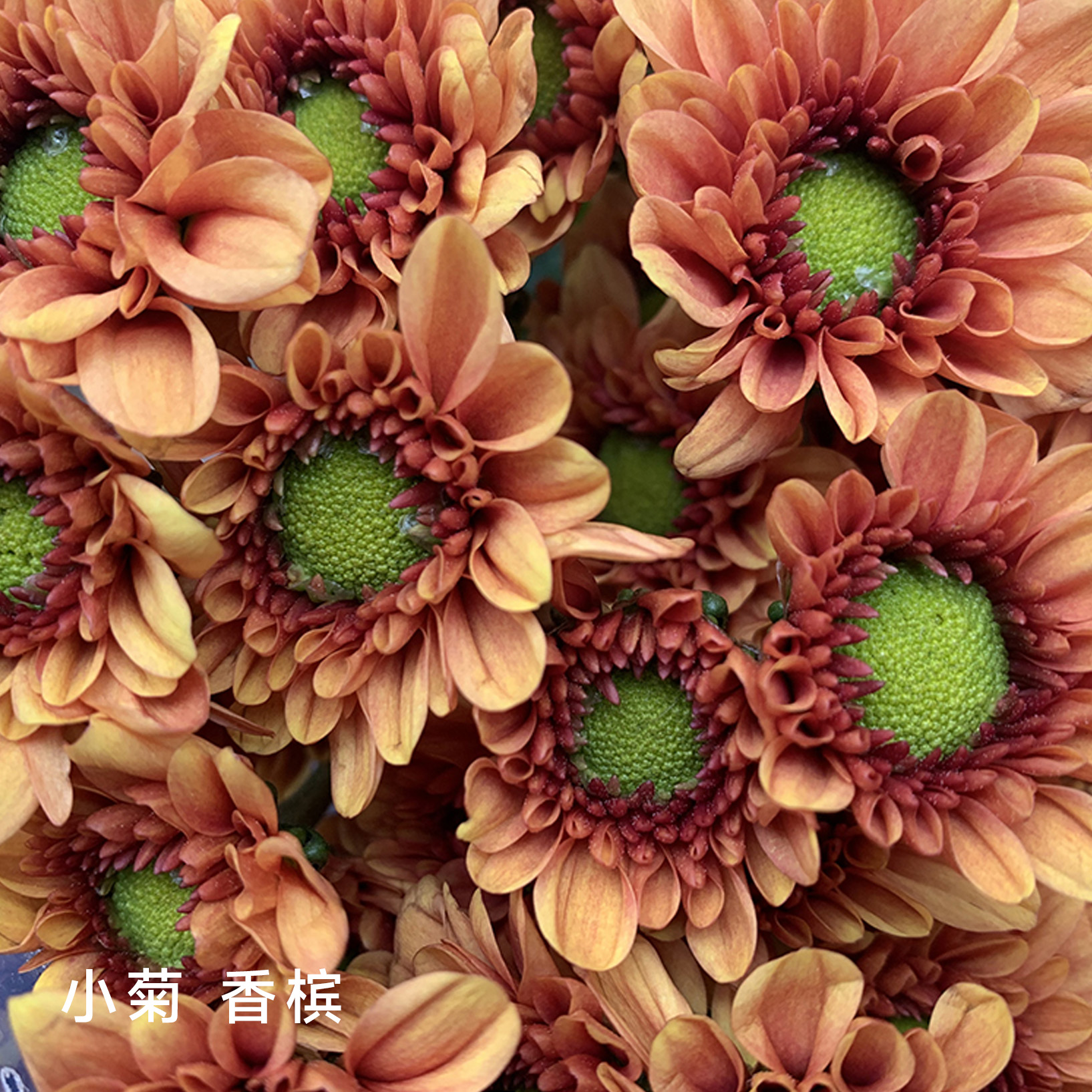 小菊 吉星10支/扎 颜色深浅略有差异 以实物为准 云南基地发货（价格已包含包装费用） 运费以实际为准，多退少补。