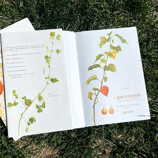自然科普类绘本：丛林里的四季+一粒种子中的世界 商品图2