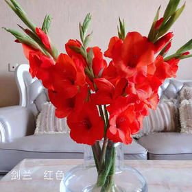 剑兰  红色  10支/扎 以实物为准 云南基地发货（价格已包含包装费用） 运费以实际为准，多退少补。）