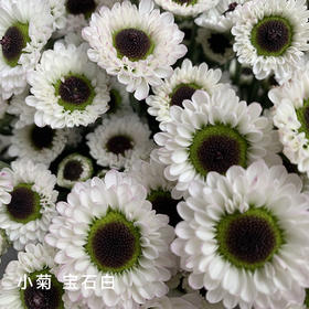 小菊 宝石白 10支/扎 颜色深浅略有差异 以实物为准 云南基地发货（价格已包含包装费用） 运费以实际为准，多退少补。