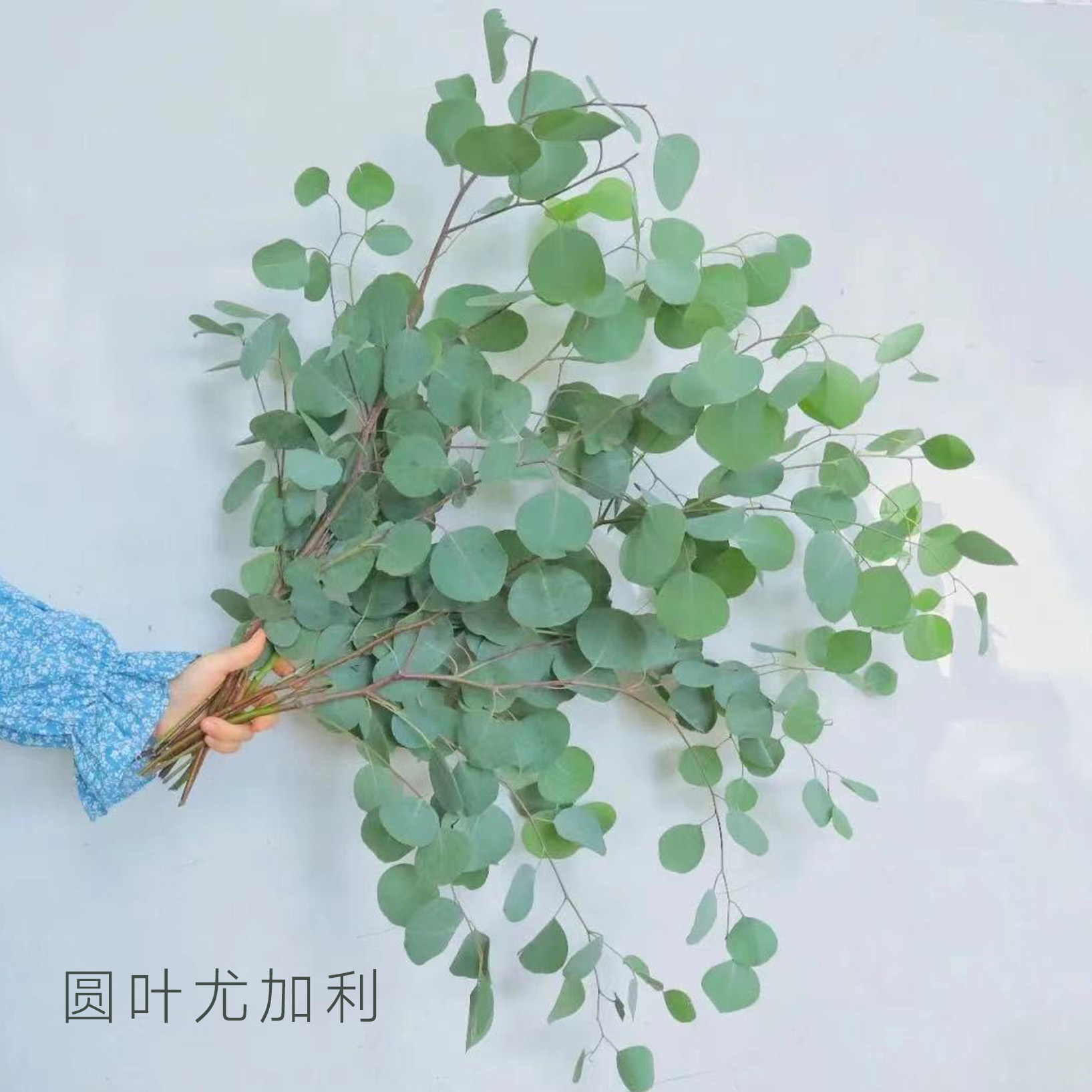 尤加利叶  圆叶   若干支/扎 颜色深浅略有差异 以实物为准 云南基地发货（价格已包含包装费用） 运费以实际为准，多退少补。