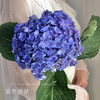 绣球  海蓝色 1支/扎 颜色深浅略有差异 以实物为准 云南基地发货（价格已包含包装费用） 运费以实际为准，多退少补。 商品缩略图0