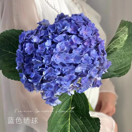 绣球  海蓝色 1支/扎 颜色深浅略有差异 以实物为准 云南基地发货（价格已包含包装费用） 运费以实际为准，多退少补。 商品图0