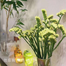 勿忘我 黄色 1kg/扎 以实物为准 云南基地发货（价格已包含包装费用） 运费以实际为准，多退少补。）