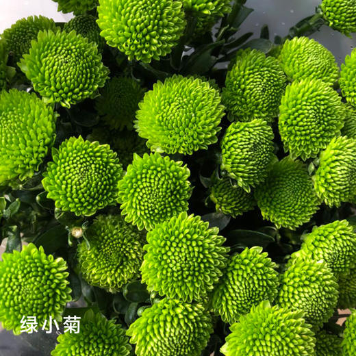 小菊  绿小菊 10支/扎 颜色深浅略有差异 以实物为准 云南基地发货（价格已包含包装费用） 运费以实际为准，多退少补。 商品图0