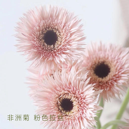 【非洲菊】粉色拉丝 20支/扎 颜色深浅略有差异 以实物为准 云南基地发货（价格已包含包装费用） 运费以实际为准，多退少补。 商品图1