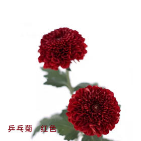 乒乓菊 红色 10支/扎 颜色深浅略有差异 以实物为准 云南基地发货（价格已包含包装费用） 运费以实际为准，多退少补。