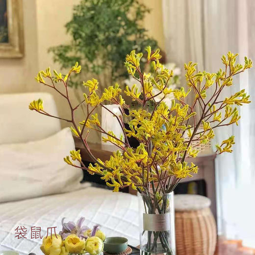 袋鼠爪 黄色 5支/扎 以实物为准 云南基地发货（价格已包含包装费用） 运费以实际为准，多退少补。 商品图0