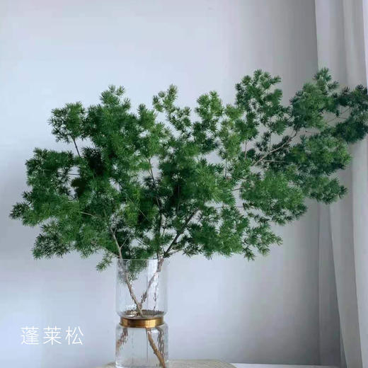 蓬莱松 5支/扎 颜色深浅略有差异 以实物为准 云南基地发货 （价格已包含包装费用） 运费以实际为准，多退少补。 商品图0