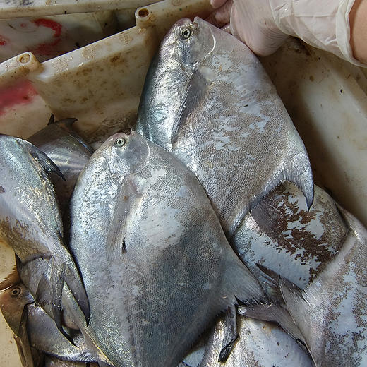 东海野生银鲳鱼 肉质肥美 油脂丰富 商品图0