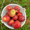 【新品】有机红露苹果 商品缩略图2
