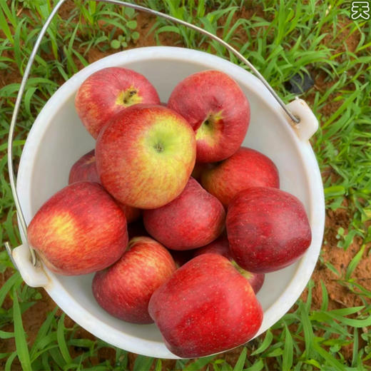 【新品】有机红露苹果 商品图2