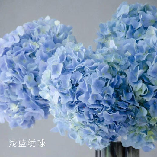 绣球  浅蓝 1支/扎 颜色深浅略有差异 以实物为准 云南基地发货（价格已包含包装费用） 运费以实际为准，多退少补。 商品图0