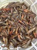 【野生花节虾】/斑节虾,纯野生海捕 船上直接急冻锁鲜 顺丰冷链到家 一份400克 商品缩略图3