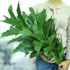 鱼尾叶 10支/扎 颜色深浅略有差异 以实物为准 云南基地发货 （价格已包含包装费用） 运费以实际为准，多退少补。 商品缩略图0