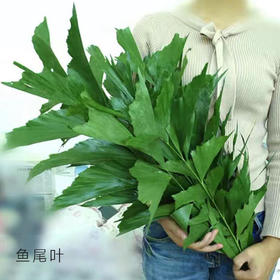 鱼尾叶 10支/扎 颜色深浅略有差异 以实物为准 云南基地发货 （价格已包含包装费用） 运费以实际为准，多退少补。