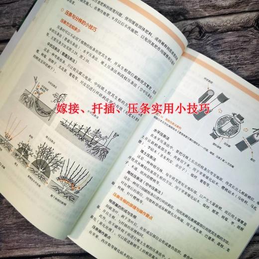 果树繁育一本通 商品图3