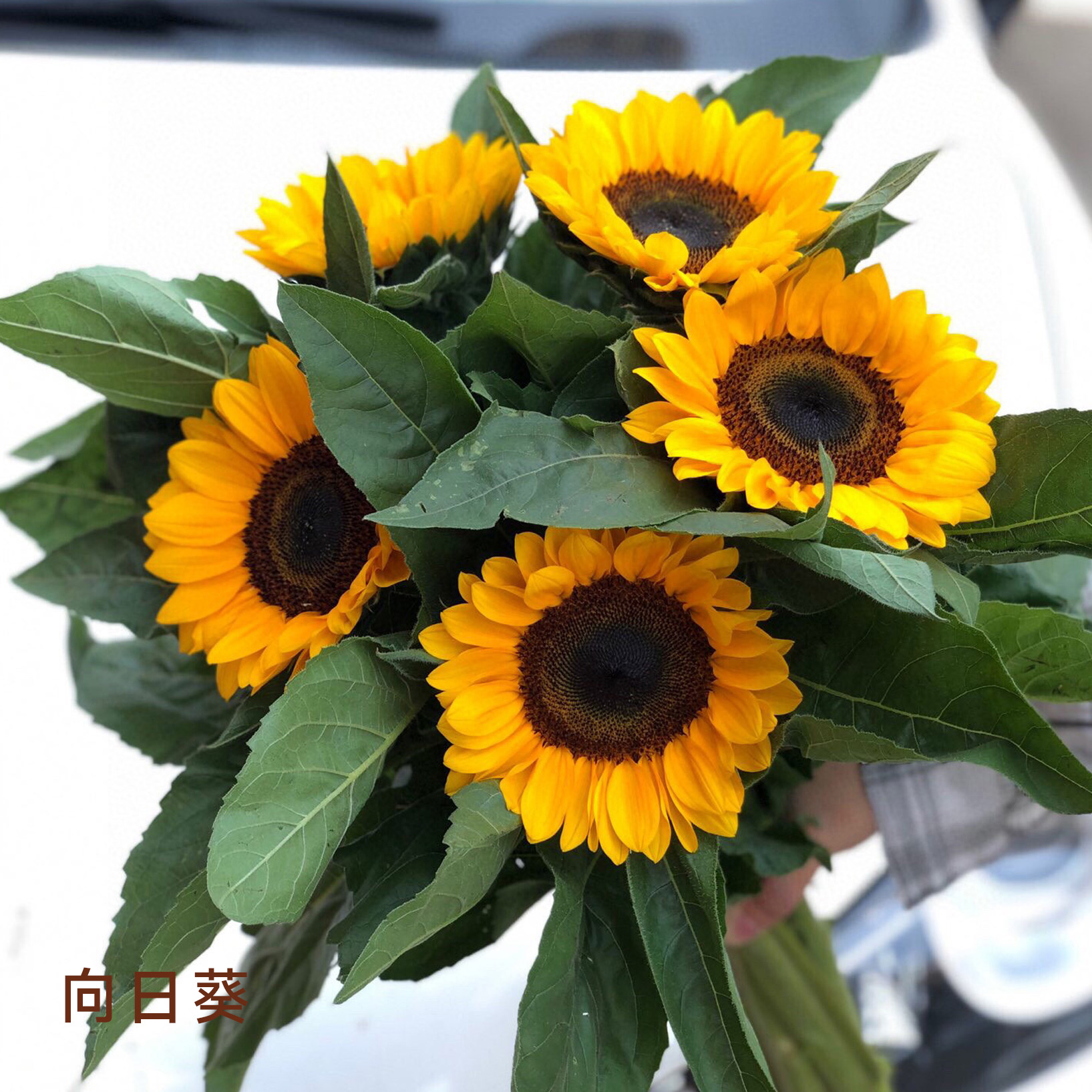 向日葵  颜色深浅略有差异 以实物为准 云南基地发货（价格已包含包装费用） 运费以实际为准，多退少补。