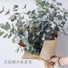尤加利叶  大叶多支 若干支/扎 颜色深浅略有差异 以实物为准 云南基地发货（价格已包含包装费用） 运费以实际为准，多退少补。 商品缩略图0
