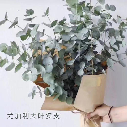 尤加利叶  大叶多支 若干支/扎 颜色深浅略有差异 以实物为准 云南基地发货（价格已包含包装费用） 运费以实际为准，多退少补。 商品图0