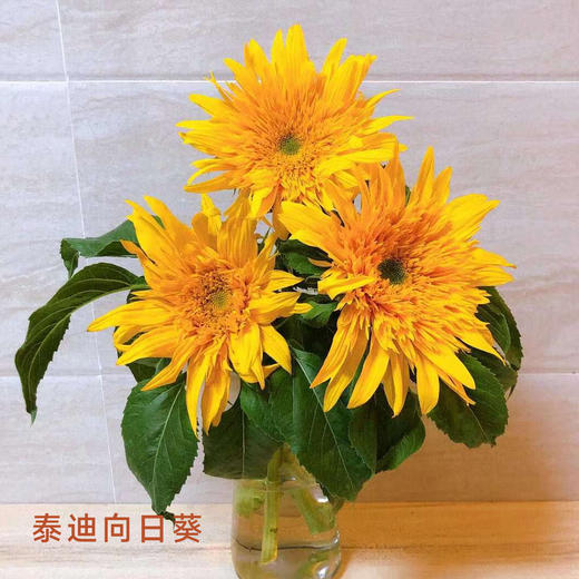 泰迪向日葵 1支/扎 颜色深浅略有差异 以实物为准 云南基地发货（价格已包含包装费用） 运费以实际为准，多退少补。 商品图0