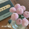 乒乓菊 粉色 10支/扎 颜色深浅略有差异 以实物为准 云南基地发货（价格已包含包装费用） 运费以实际为准，多退少补。 商品缩略图0