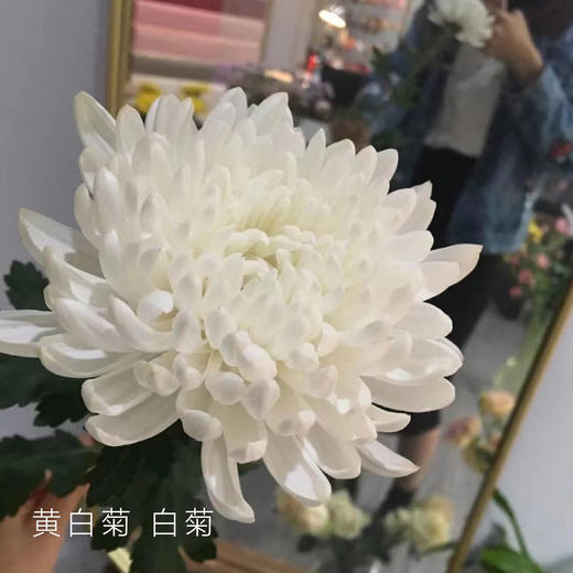黄白菊 白菊 10支/扎 颜色深浅略有差异 以实物为准 云南基地发货 （价格已包含包装费用） 运费以实际为准，多退少补。 商品图0