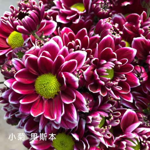 小菊 里斯本 10支/扎 颜色深浅略有差异 以实物为准 云南基地发货（价格已包含包装费用） 运费以实际为准，多退少补。 商品图0
