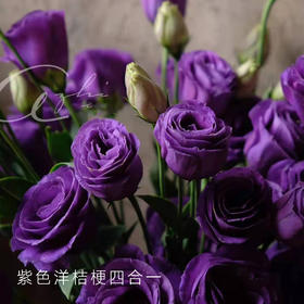 【佳海花业】洋桔梗  紫色  四合一（700-800g） 颜色深浅略有差异 以实物为准 云南基地发货（价格已包含包装费用） 运费以实际为准，多退少补。