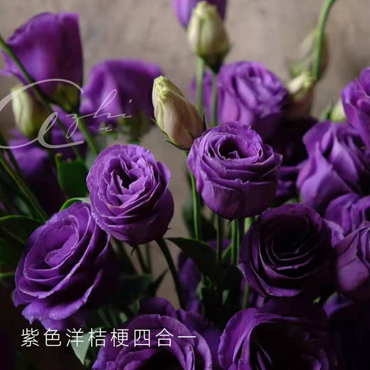 【佳海花业】洋桔梗  紫色  四合一（700-800g） 颜色深浅略有差异 以实物为准 云南基地发货（价格已包含包装费用） 运费以实际为准，多退少补。 商品图0