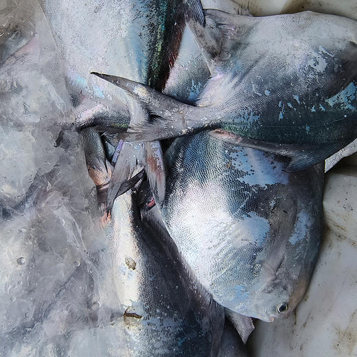 东海野生银鲳鱼 肉质肥美 油脂丰富 商品图1