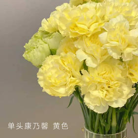 单头康乃馨 黄色 20支/扎 颜色深浅略有差异 以实物为准 云南基地发货 （价格已包含包装费用） 运费以实际为准，多退少补。