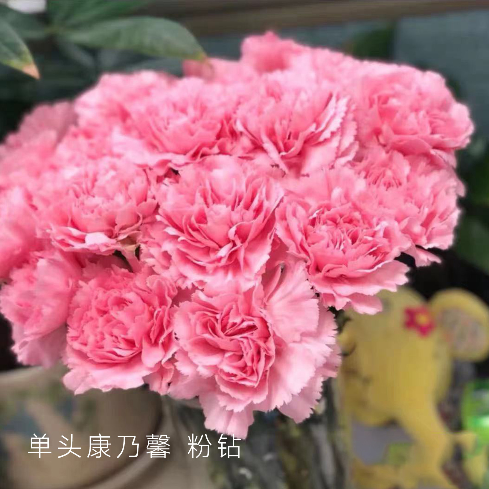 单头康乃馨 粉钻 粉色 20支/扎 颜色深浅略有差异 以实物为准 云南基地发货 （价格已包含包装费用） 运费以实际为准，多退少补。