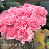 单头康乃馨 粉钻 粉色 20支/扎 颜色深浅略有差异 以实物为准 云南基地发货 （价格已包含包装费用） 运费以实际为准，多退少补。 商品缩略图0