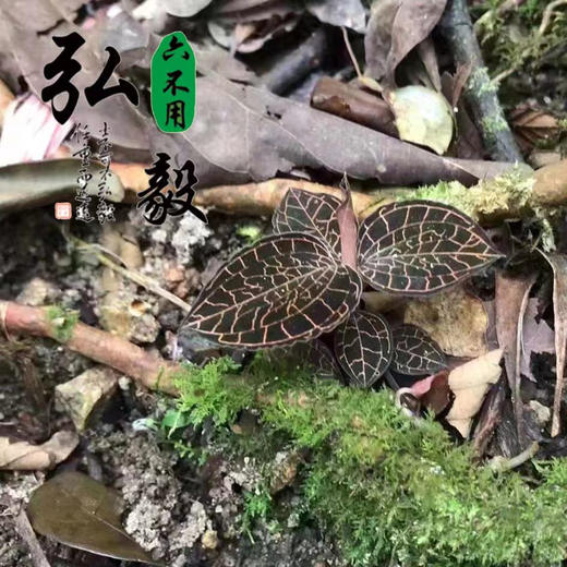 【弘毅六不用生态农场】六不用金线莲（干品）生态林下落地野化栽培 商品图3