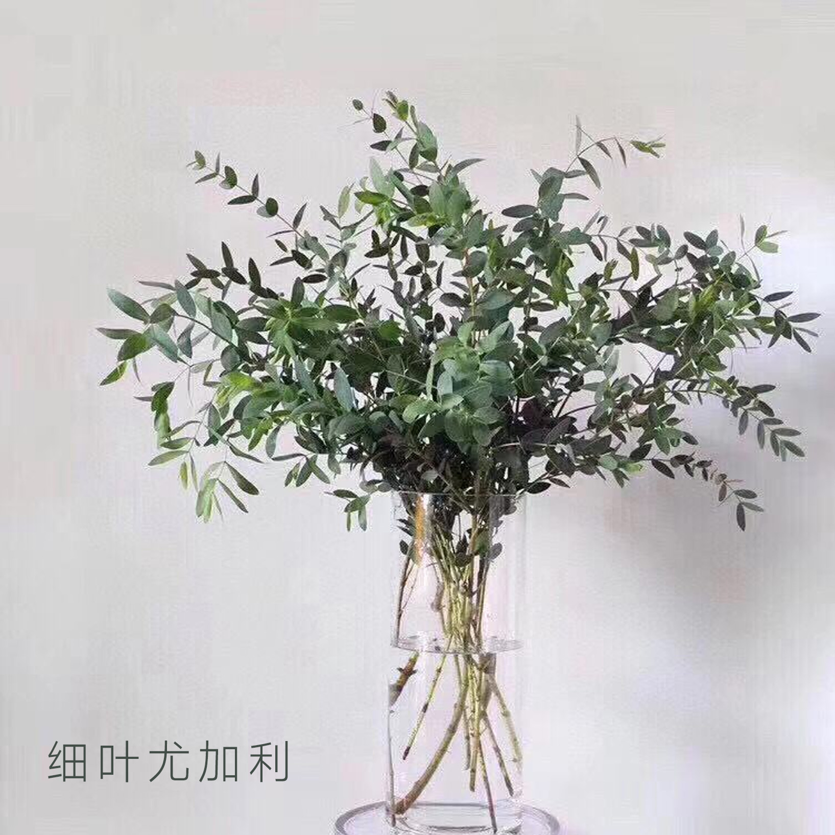 尤加利叶  细叶  若干支/扎 颜色深浅略有差异 以实物为准 云南基地发货（价格已包含包装费用） 运费以实际为准，多退少补。