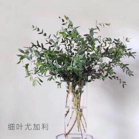 尤加利叶  细叶  若干支/扎 颜色深浅略有差异 以实物为准 云南基地发货（价格已包含包装费用） 运费以实际为准，多退少补。