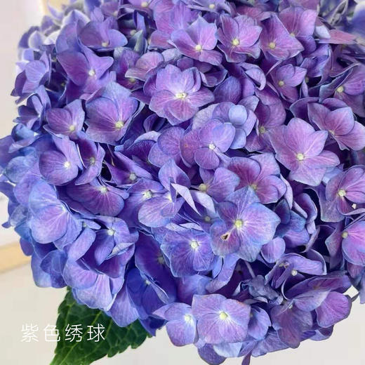 绣球  海紫色 1支/扎 颜色深浅略有差异 以实物为准 云南基地发货（价格已包含包装费用） 运费以实际为准，多退少补。 商品图0