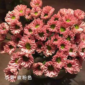 小菊  玲珑粉 10支/扎 颜色深浅略有差异 以实物为准 云南基地发货（价格已包含包装费用） 运费以实际为准，多退少补。