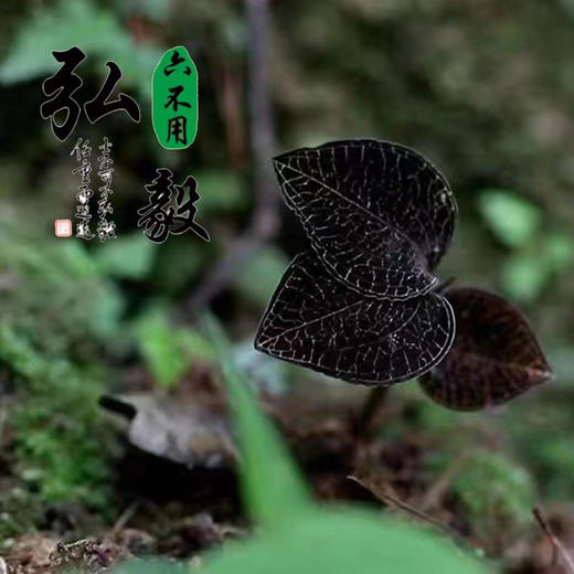 【弘毅六不用生态农场】六不用金线莲（干品）生态林下落地野化栽培 商品图1