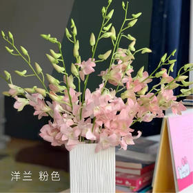 洋兰 粉色 12支/扎 以实物为准 云南基地发货（价格已包含包装费用） 运费以实际为准，多退少补。）