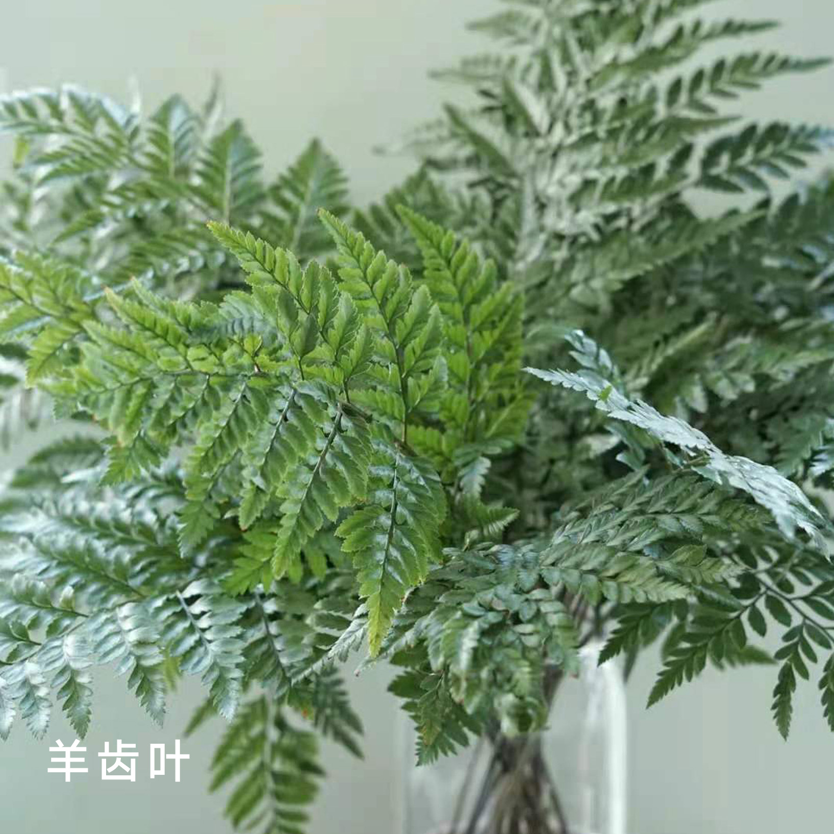 羊齿叶 10支/扎 颜色深浅略有差异 以实物为准 云南基地发货（价格已包含包装费用） 运费以实际为准，多退少补。