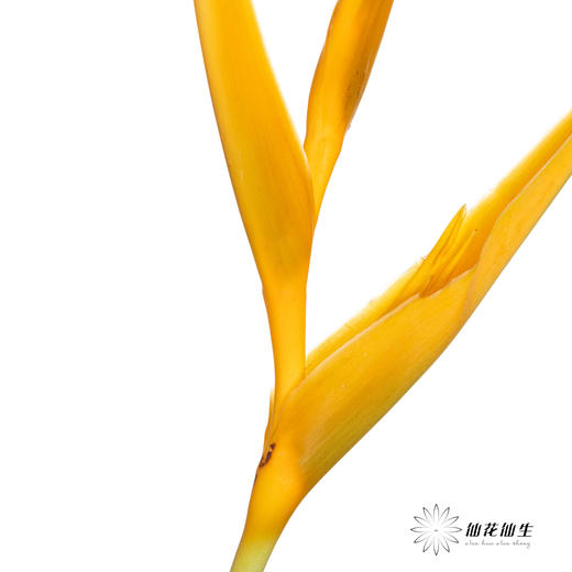 配花 | 黄金鸟【瑕疵不售后】 商品图3