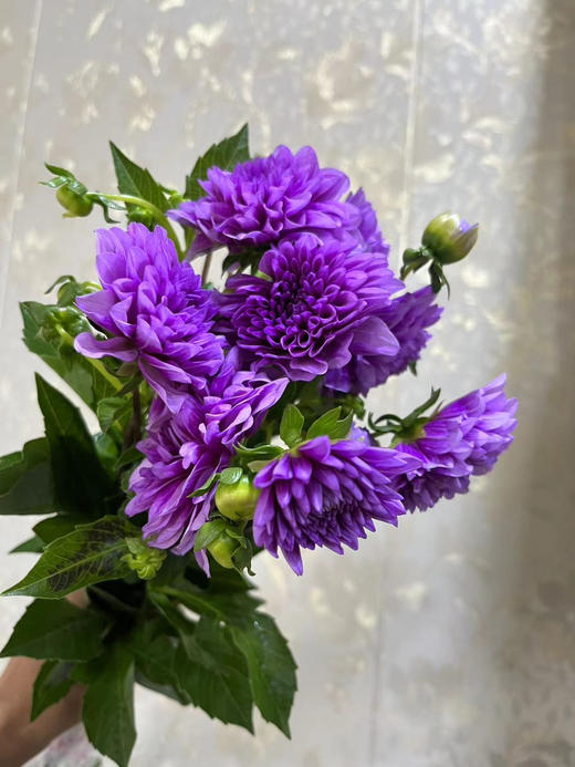 【新花派】大丽花-紫色  5枝/扎 商品图5