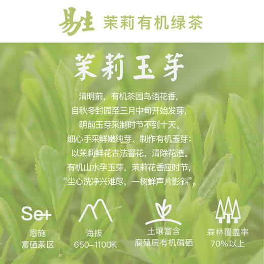 有机茉莉玉芽绿茶 75g 商品图3