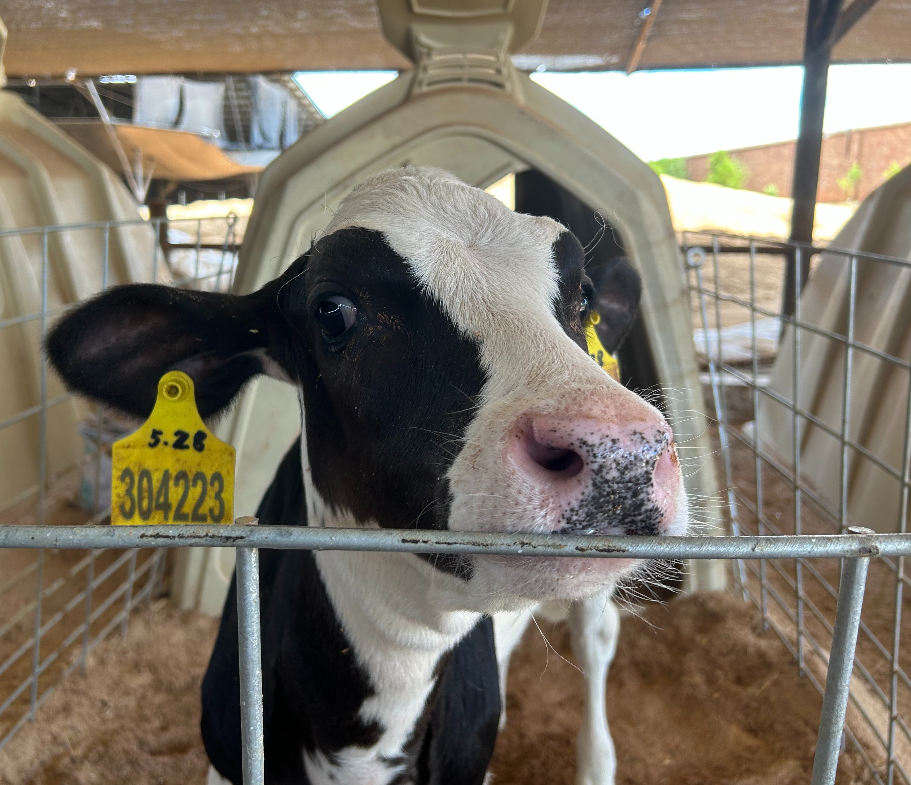 【报名链接】雪兰牧场游